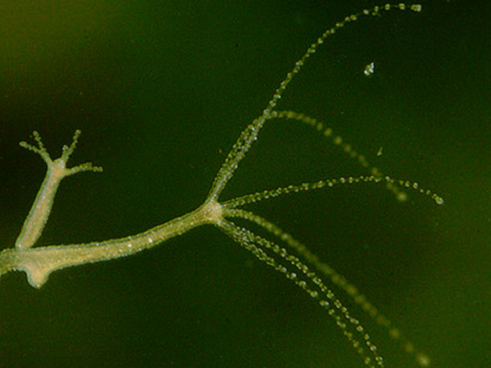 Hydra is Solving the Mystery of Ageing WordlessTech Hydra, Immortal, Human agein