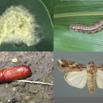 Fall armyworm Life Cycle