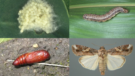 Fall armyworm Life Cycle