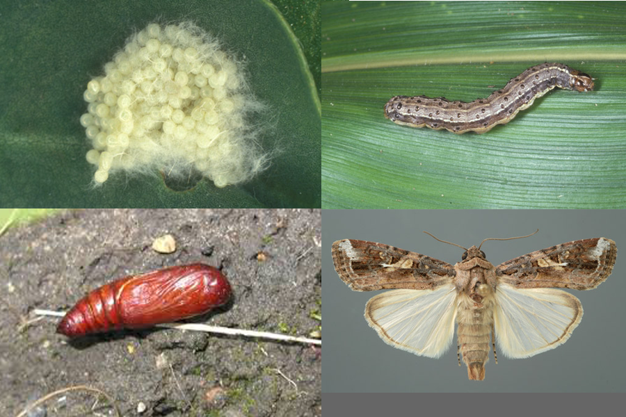Life Cycle of Fall Armyworm
