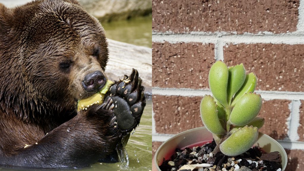 Bear Paw Succulent