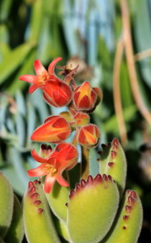 Bear Paw Succulent flowers