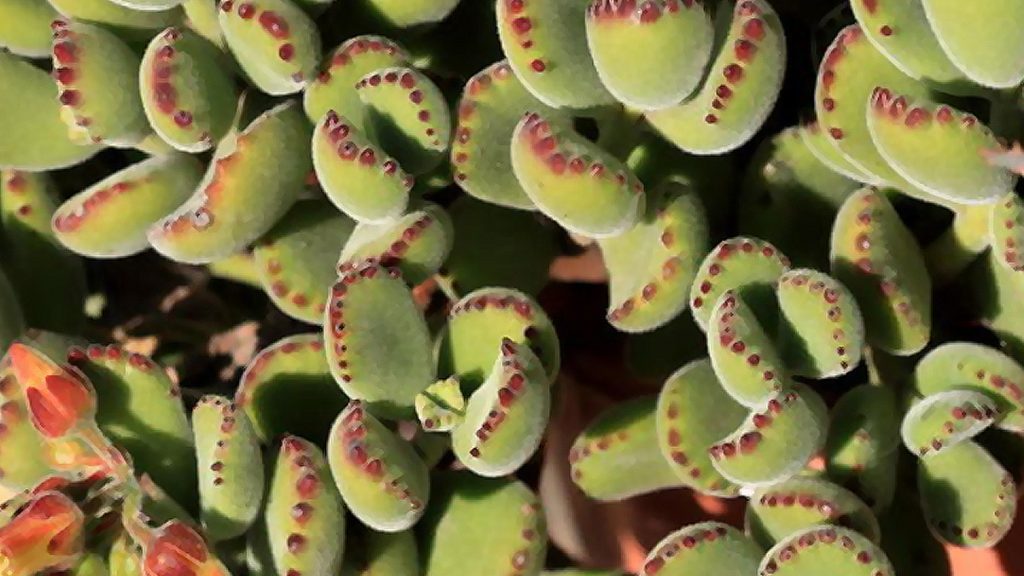 Bear paw cactus in outdoor