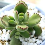 indoor Succulent plant