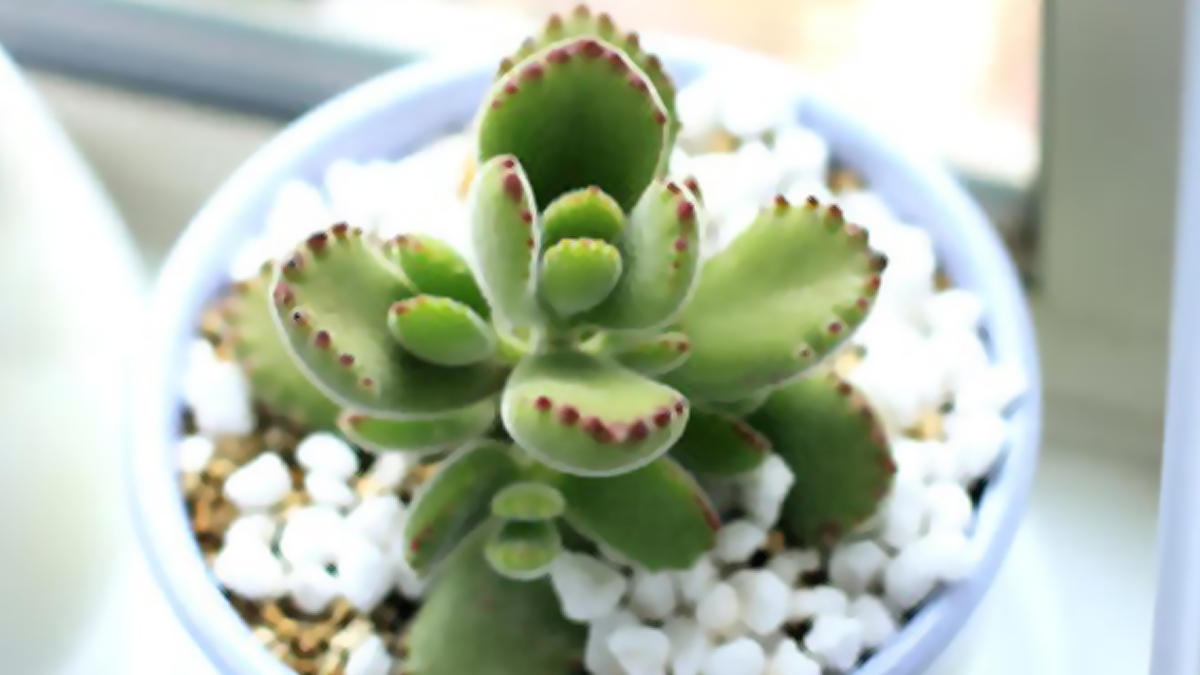Bear Paw Succulent: air for home