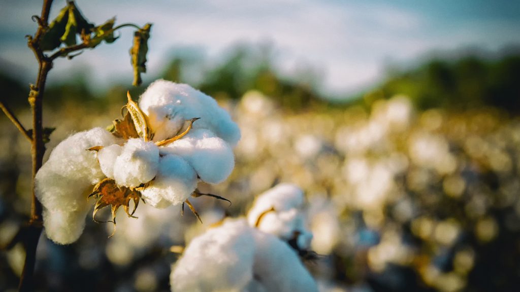 Natural cotton