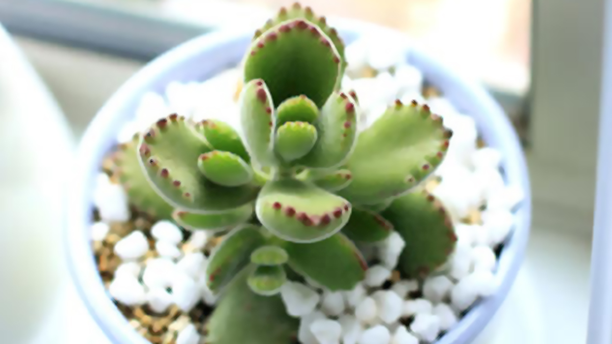 indoor Succulent plant